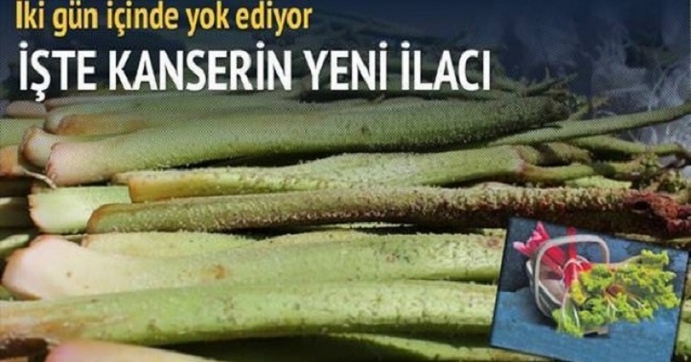 HER DERDE DEVA KANSERE ŞİFA UÇKUN – IŞKIN OTU