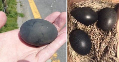 KÜMESTE ÜÇ SİYAH YUMURTA BULDU