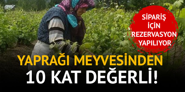 YAPRAĞI MEYVESİNDEN 10 KAT DEĞERLİ