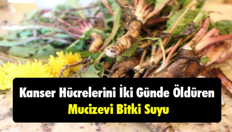 KANSER HÜCRELERİNİ İKİ GÜNDE YOKEDEN MUCİZEVİ BİTKİ SUYU