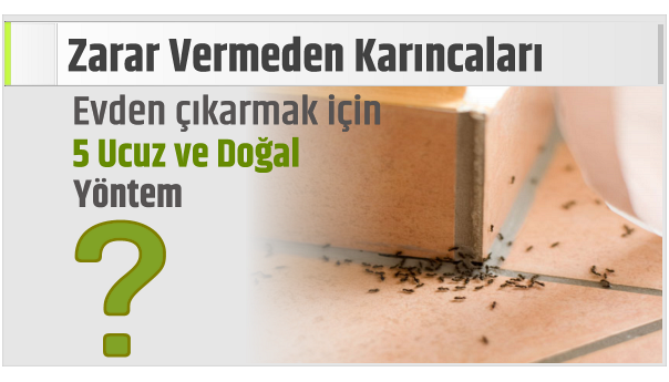 Zarar Vermeden Karıncaları Evden çıkarmak için 5 Ucuz ve Doğal Yöntem