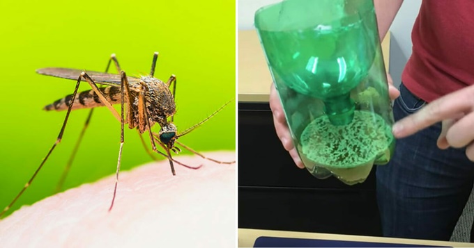 Sadece 3 Malzemeyle Hazırlayabildiğiniz Ev Yapımı Tuzakla Sivrisineklerin Kökünü Kazıyın