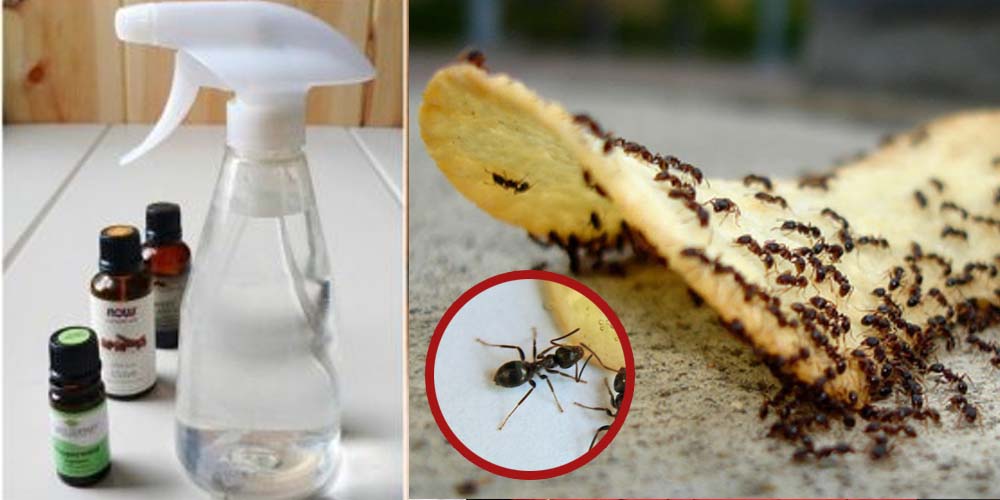 Evinizi İstila Eden Karıncalardan Kurtulmak İçin Uzmanların 3 Önerisi