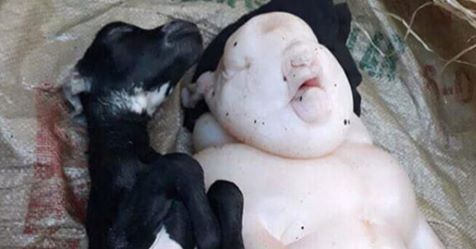 Keçiden yarı insan yarı domuz görünümlü bir canlı doğdu.