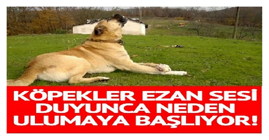 Köpekler ezan sesi duyunca neden uluyor