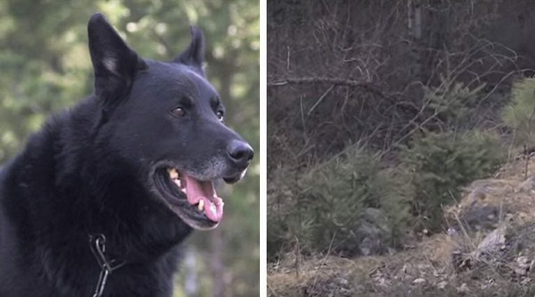 Trafik K-azasında Bacağı Kırılan Sahibini 40 Saat Boyunca Çakallardan Koruyan Köpek Yılın En Sadık Köpeği Seçildi