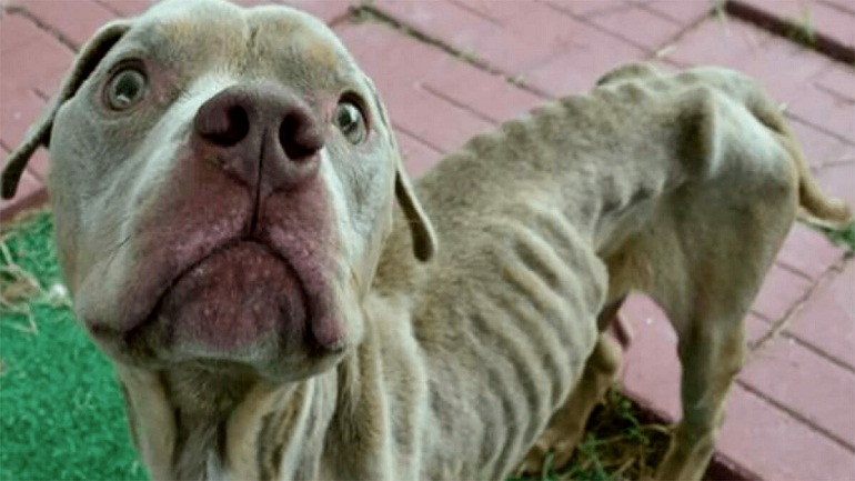 Sahipleri Yeni Evlerine Taşınırken Köpeği Evde Bıraktılar – Bir Deri Bir Kemik Kalan Köpek Sevgi ve İlgiyle Bakın Nasıl Değişti