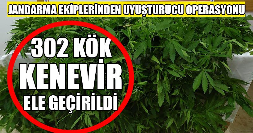 302 Kök Kenevir Ele Geçirildi