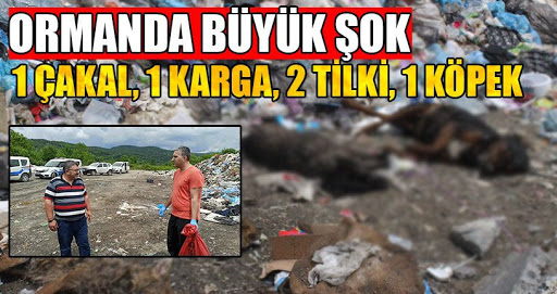 Piknikçiler Büyük Şok Yaşadı Bunu Yapan İnsan Olamaz