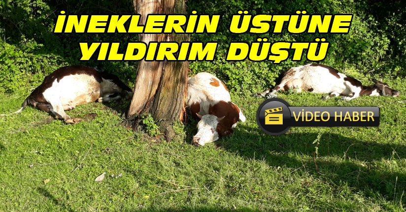 Yıldırım Düşmesi Sonucu Telef Oldular