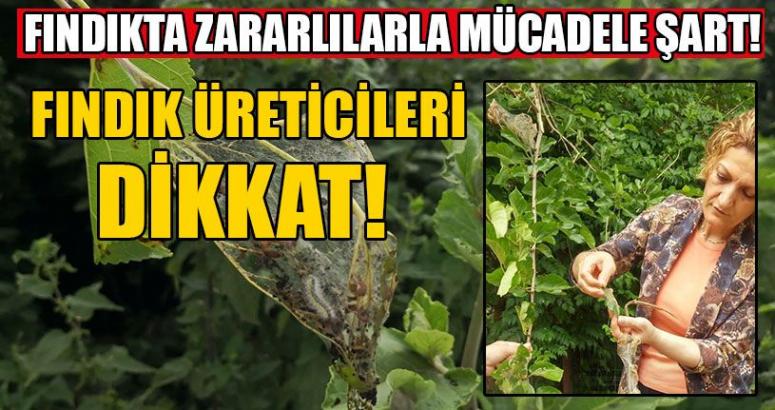Fındıkta Zararlılarla Mücadele Şart