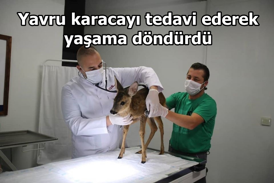 Yavru karacayı tedavi ederek yaşama döndürdü
