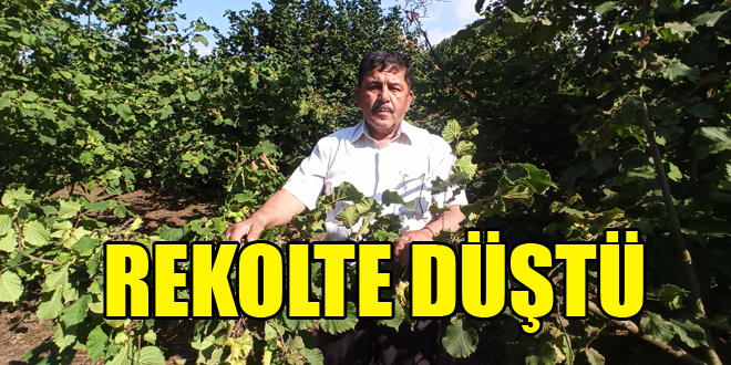 Fındıkta rekolte düştü