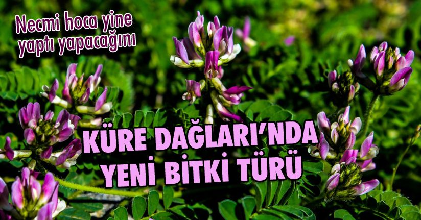 Düzce Üniversitesi Bartın Küre Dağları'nda Yeni Bir Bitki Türü Buldu