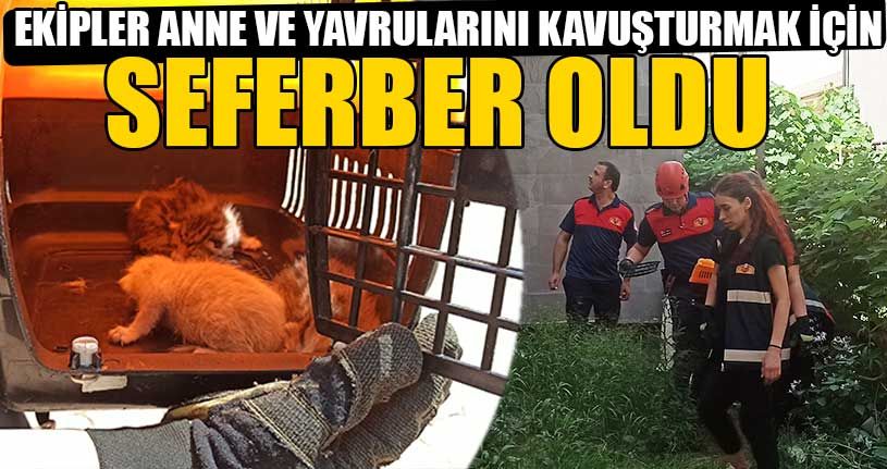 Kedinin Yardımına İtfaiye Koştu