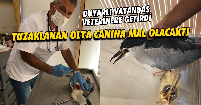Tuzaklanan oltaya takılan Balıkçıl kuşu hayata döndürüldü