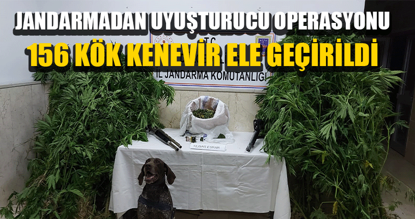 Jandarmadan Uyuşturucu Operasyonu