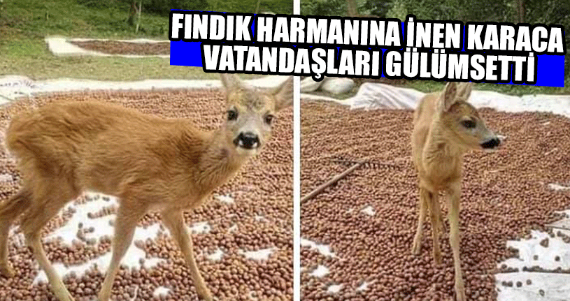 Fındık Harmanına Karaca İndi