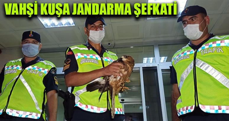 Yaralı Kızıl Şahine Jandarma Şefkati