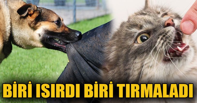 Biri ısırdı, biri tırmaladı