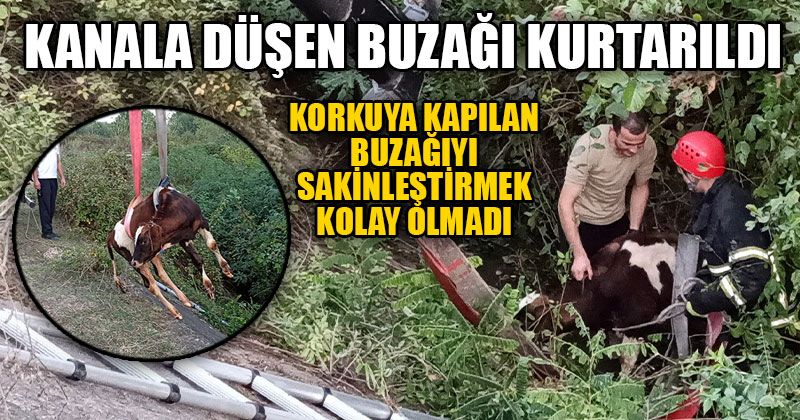 Kanala Düşen Buzağı Kurtarıldı