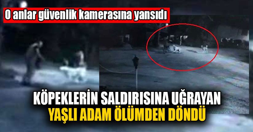 Köpeklerin Saldırısına Uğrayan Yaşlı Adam Ölümden Döndü