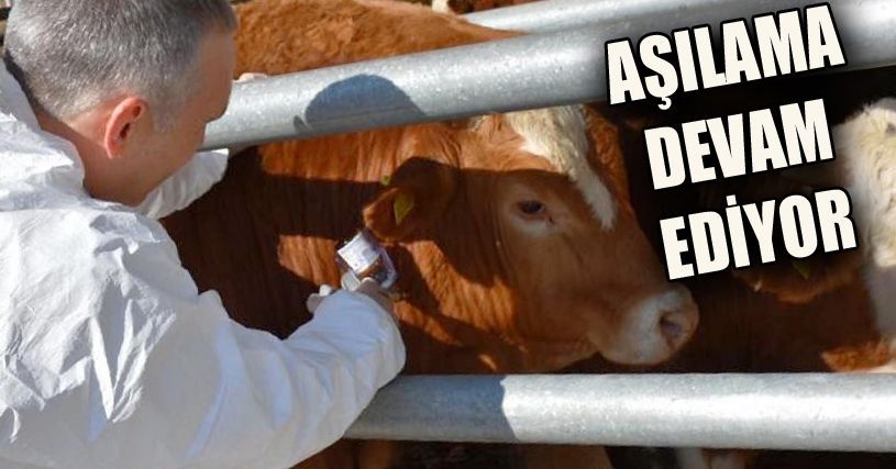 25 bin 364 hayvan aşılandı