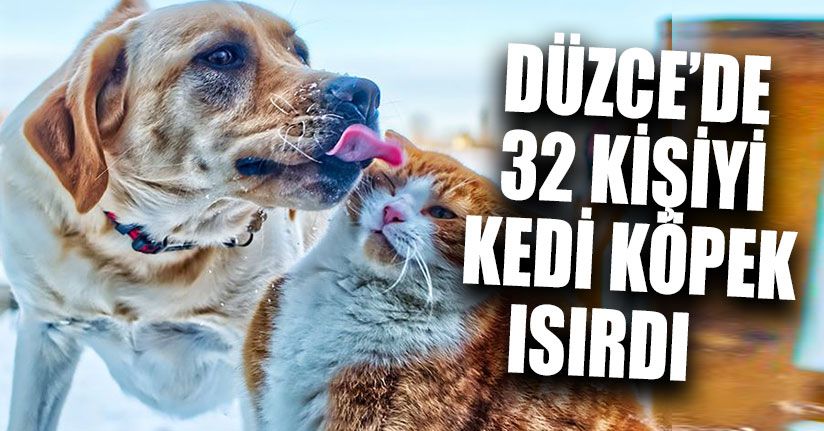 32 Kişiyi Kedi Köpek Isırdı