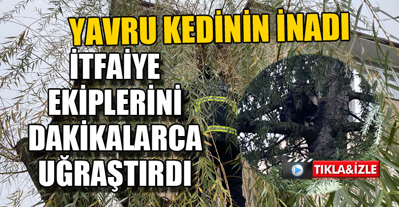 Yavru Kedi İtfaiye Ekiplerini Dakikalarca Uğraştırdı