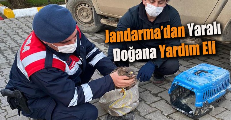 Jandarma ekibi yaralı doğan buldu