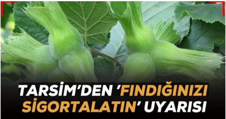 TARSİM’den ''Fındığınızı Sigortalatın'' Uyarısı