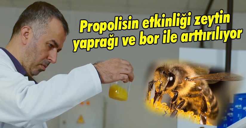 Propolis uygun dozlarla kullanılırsa son derece faydalı