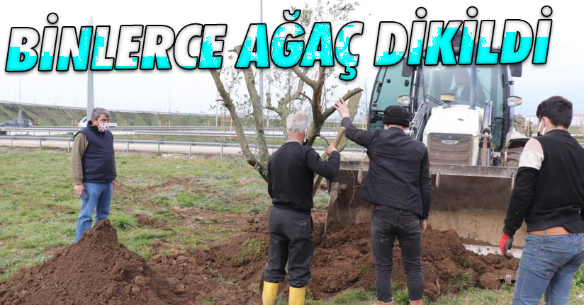 Düzce'de bir yılda binlerce ağaç dikildi