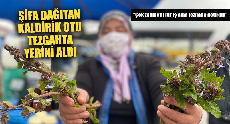 Şifa Dağıtan Ot Tezgahta Yerini Aldı