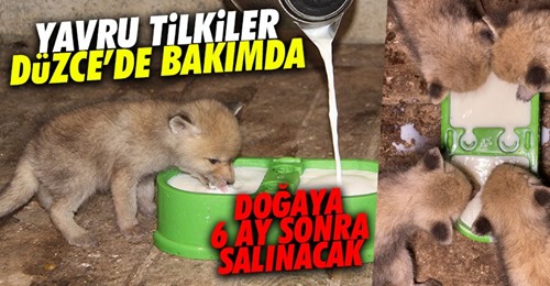 Anneleri ölen tilkiler yaban hayata alıştırılacak