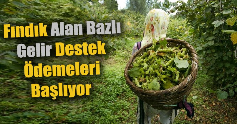 Fındık Alan Bazlı Gelir Destek Ödemeleri başlıyor