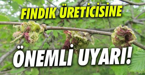 Üreticiye fındık kozalak akarıyla mücadele uyarısı