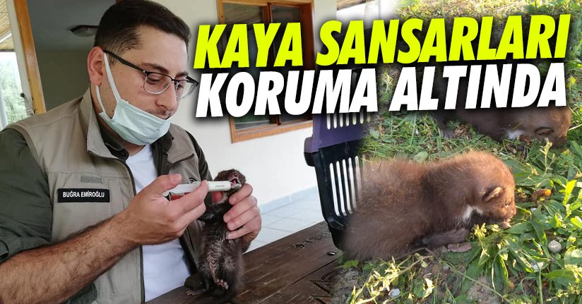 Sansarlar şırınga ile besleniyor