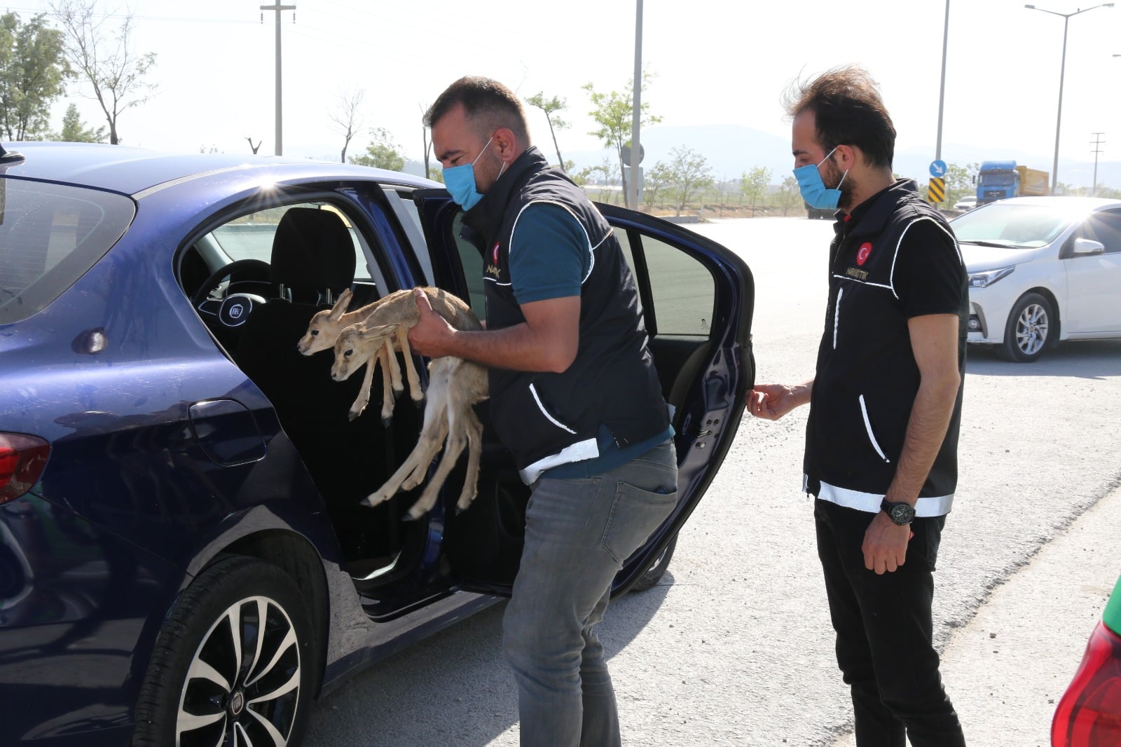 Durdurulan otomobilden ceylan yavruları çıktı