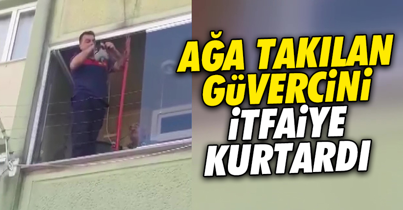 Ağa takılan güvercini itfaiye ekipleri kurtardı