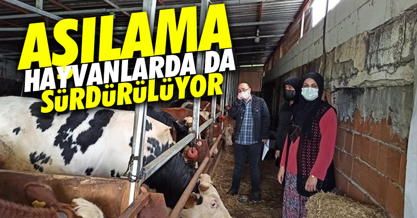 Büyükbaş ve küçükbaş hayvanlar aşılandı