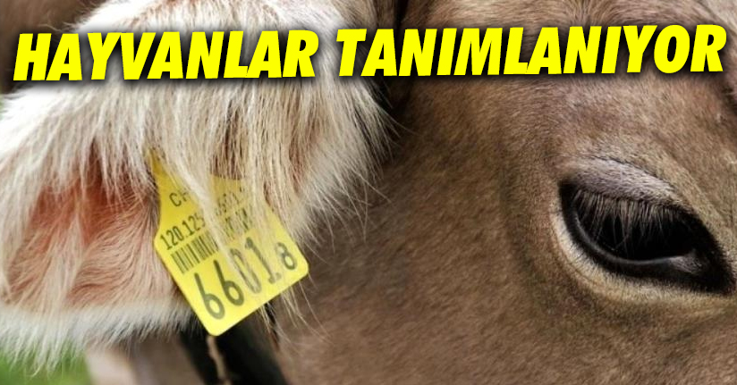 1630 hayvana küpe takıldı