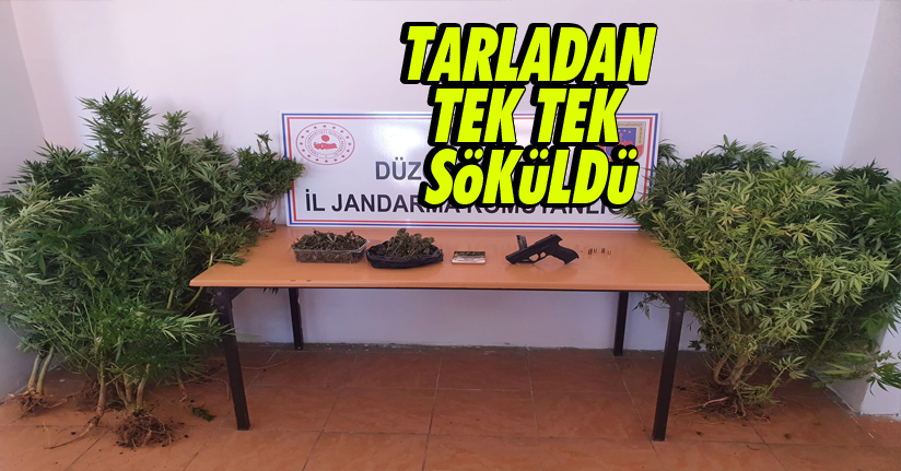 Mısır tarlasının ortasına dikmişler