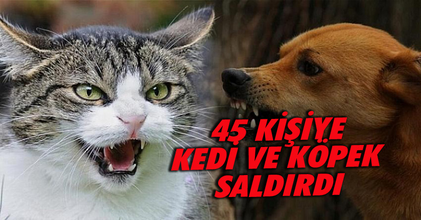 45 Kişiye Kedi ve Köpek Saldırdı