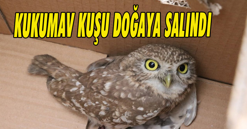 Kukumav Kuşu Doğaya Salındı