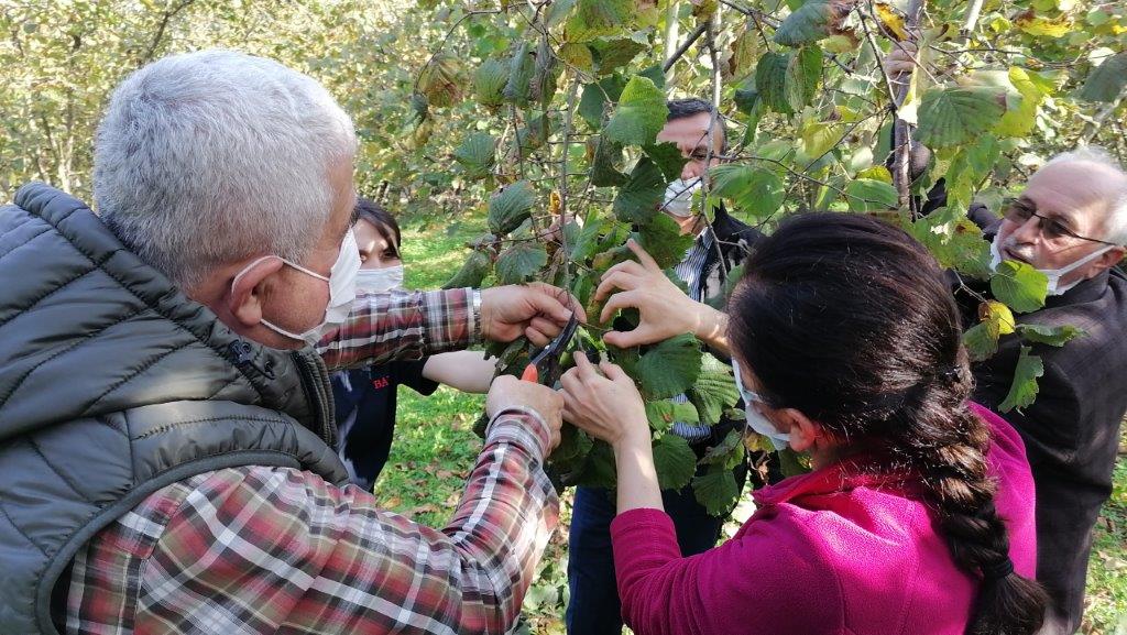 Fındığın verimini arttırmak için budama eğitimi verildi
