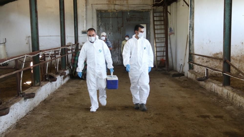 13 bin hayvan aşılandı