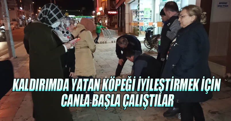 köpeği iyileştirmek için canla başla çalıştılar