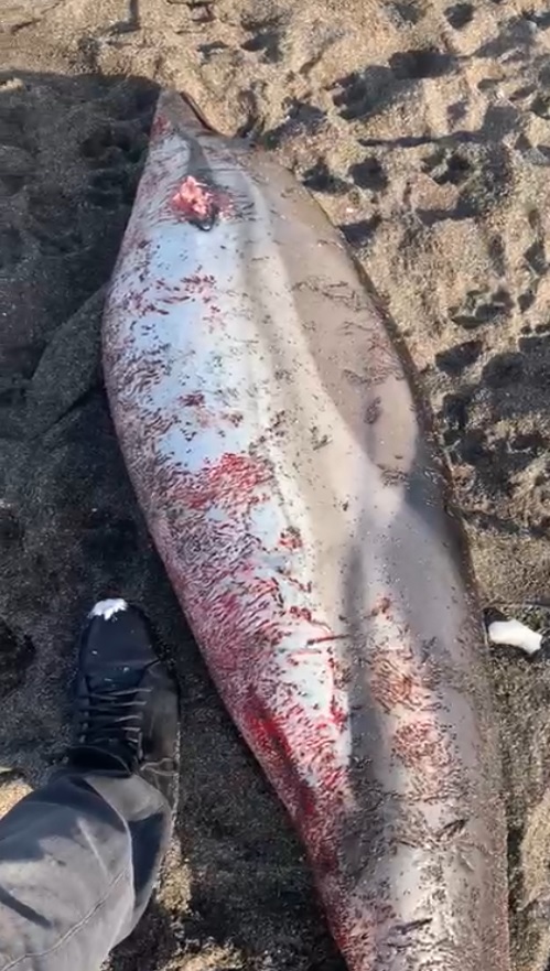 Silahla vurulmuş ölü yunus sahile vurdu