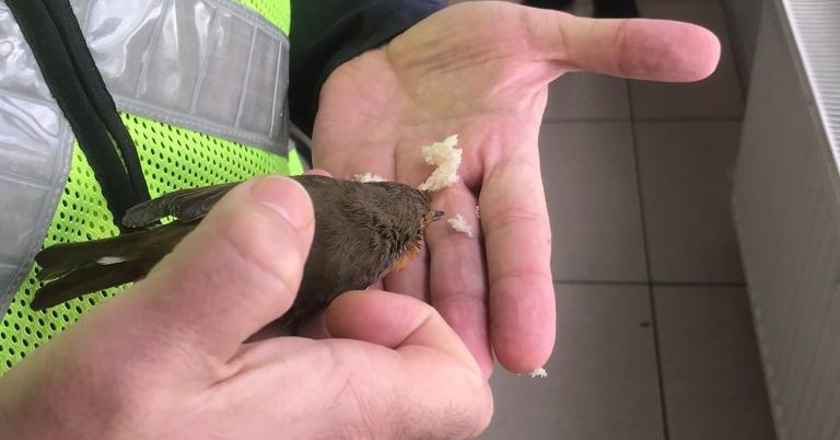 Jandarma yuvası oldu